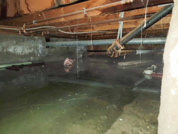 Best Carpet water damage restoration  in Bowling Green, KY