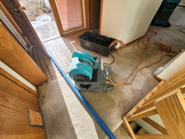 Best Mold removal after water damage  in Bowling Green, KY